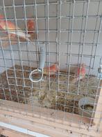 Bourkes, Dieren en Toebehoren, Vogels | Parkieten en Papegaaien, Meerdere dieren, Parkiet, Geringd
