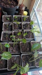 verschillende kamerplanten, Tuin en Terras, Ophalen