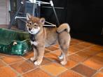 Sesam shiba inu teefje - geteste ouders en stamboom, Dieren en Toebehoren, België, Fokker | Hobbymatig, Overige rassen, CDV (hondenziekte)