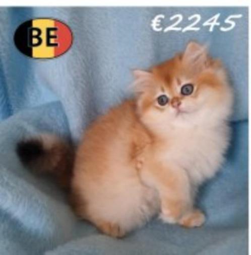 Prachtige Chinchilla Gold Britse Langhaar kitten, Dieren en Toebehoren, Katten en Kittens | Raskatten | Langhaar, Kater, 0 tot 2 jaar