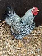 Sier hanen 2, Dieren en Toebehoren