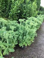 Sedum Herbstfraude , in pot te koop., Tuin en Terras, Ophalen, Bodembedekkers, Volle zon, Vaste plant