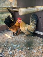 Chabo kopel 30€, Dieren en Toebehoren, Pluimvee