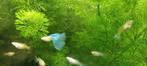 Albino Blue Sky guppy jongen te koop, Dieren en Toebehoren