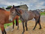 Jaarling te koop c-jay x cumthago, Dieren en Toebehoren, Paarden, Merrie, Springpaard, 0 tot 2 jaar, Onbeleerd