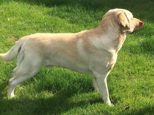 te koop blonde labrador reu met stamboom, Dieren en Toebehoren, Honden | Retrievers, Spaniëls en Waterhonden, Reu, Labrador retriever