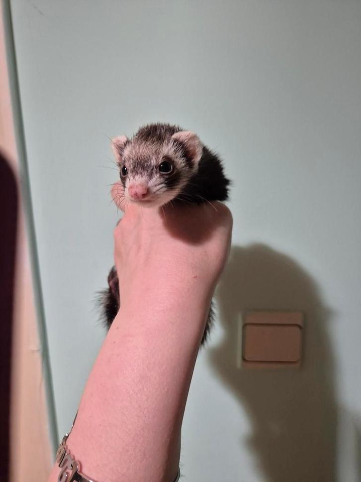 Lief micro fretje moertje, Dieren en Toebehoren, Overige Dieren, Vrouwelijk, Juni