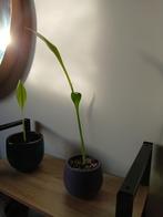 Bananenplant -Ensete ventricosum, Huis en Inrichting, Kamerplanten, Ophalen