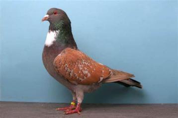 sierduiven, Dieren en Toebehoren, Meerdere dieren, Overige soorten