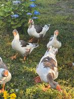 Vlaamse ganzen, Dieren en Toebehoren, Pluimvee, Meerdere dieren, Gans of Zwaan