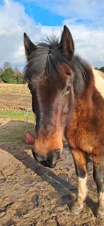 D-pony weidemaatje, Dieren en Toebehoren, Merrie