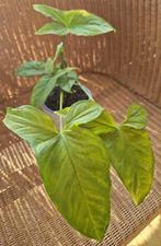 Syngonium mottled (reverted), Huis en Inrichting, Kamerplanten, Overige soorten, Minder dan 100 cm, Groene kamerplant, Halfschaduw