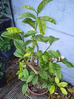 Citrus Buddha's Hand, Tuin en Terras, Ophalen, Minder dan 100 cm, Volle zon, In pot