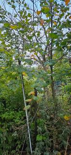 Lindebomen, Tuin en Terras, Ophalen, Leiboom