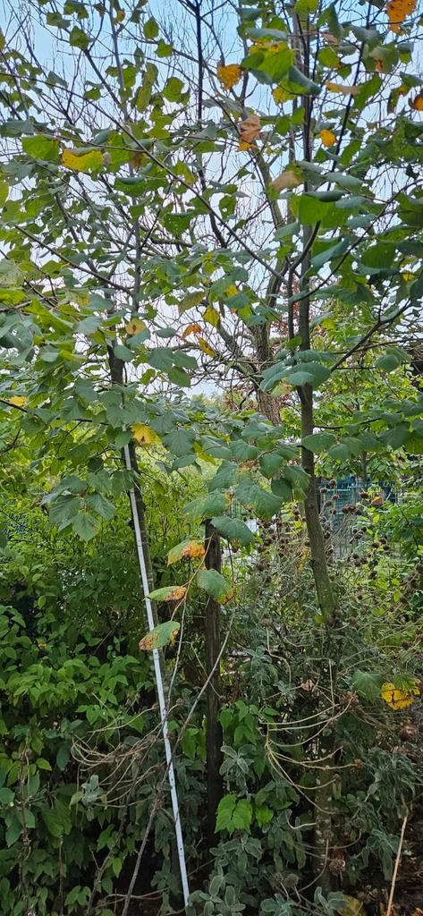 Lindebomen, Tuin en Terras, Planten | Bomen, Leiboom, Ophalen