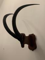 Te koop; hoorns schedel opgezette zwartepaard antilope, Verzamelen, Dierenverzamelingen, Ophalen of Verzenden, Zo goed als nieuw