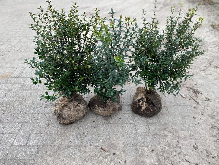 Osmanthus Burkwoodii, Tuin en Terras, Planten | Struiken en Hagen, Struik, Ophalen of Verzenden