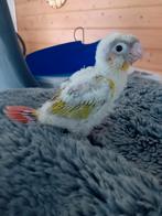 Pyrrhura voor handopfok, Dieren en Toebehoren, Vogels | Parkieten en Papegaaien