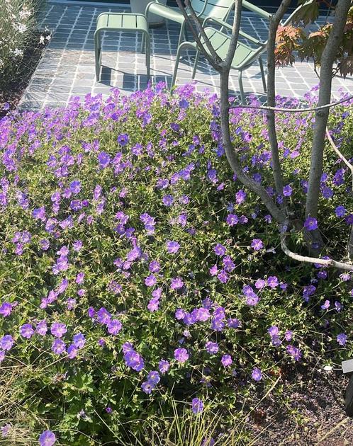 Geranium 'Rozanne', Vaste Plant., Tuin en Terras, Planten | Tuinplanten, Vaste plant, Halfschaduw, Herfst, Ophalen