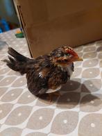 Serama haantje, Dieren en Toebehoren, Ophalen, Zo goed als nieuw