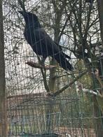 Raaf te koop, Dieren en Toebehoren, Vogels | Overige Vogels