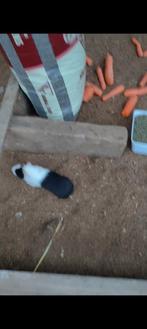 Cochon d'Inde, jeune, en excellent état, Septembre, Cobaye