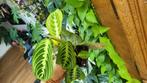 maranta lemon lime, Ophalen of Verzenden
