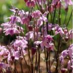 20 zaden roze Akelei - Aquilegia vulgaris, Tuin en Terras, Zaad, Verzenden