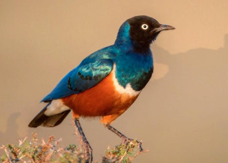 Driekleurglansspreeuw, Dieren en Toebehoren, Vogels | Overige Vogels