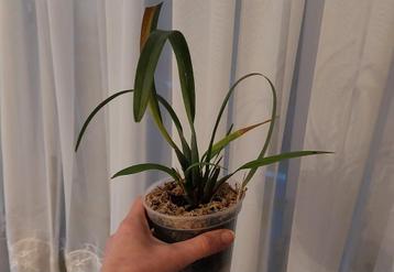 Orchidee Maxillaria variabilis beschikbaar voor biedingen