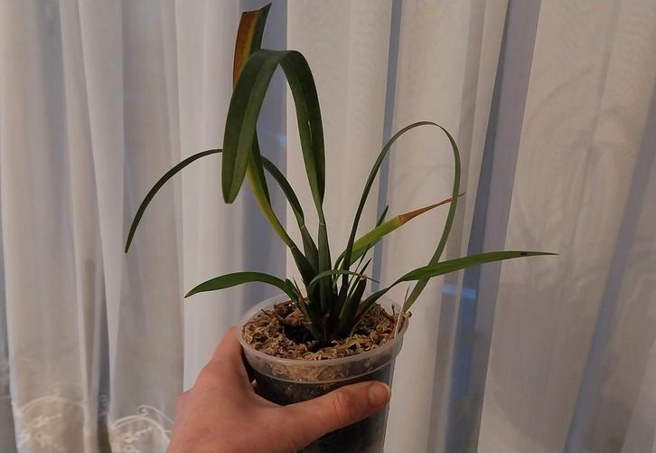 Orchidée Maxillaria variabilis, Maison & Meubles, Plantes d'intérieur, Enlèvement ou Envoi