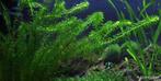 Waterpest, Dieren en Toebehoren, Ophalen