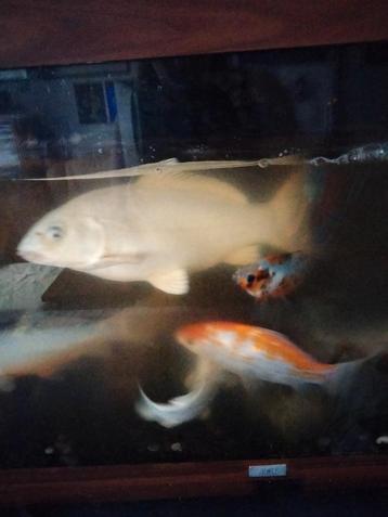 Mooi aquarium met koi's  beschikbaar voor biedingen