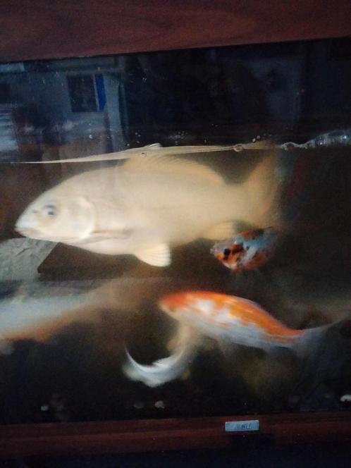 Mooi aquarium met koi's, Dieren en Toebehoren, Vissen | Vijvervissen, Karper of Koi