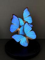 Splendide Envol de 3 Papillons Exotiques Morpho Didius Globe, Collections, Collections Animaux, Insecte, Animal empaillé, Enlèvement ou Envoi