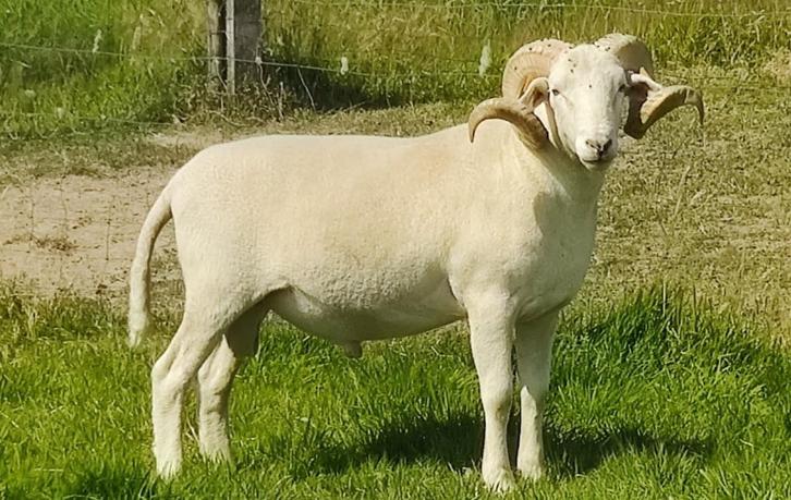 Wiltshire horn ram, 3 jaar, Dieren en Toebehoren, Schapen, Geiten en Varkens, Schaap, Mannelijk, 3 tot 5 jaar