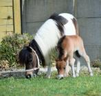 minipaardjes AMHA/NMPRS kinderpony, Dieren en Toebehoren, Pony's, Merrie, Gechipt, 11 jaar of ouder