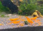 Orange Sakura garnalen, Dieren en Toebehoren, Vissen | Aquariumvissen