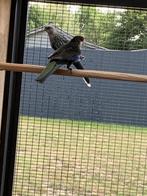 Rosella parkieten, Dieren en Toebehoren, Meerdere dieren, Parkiet, Geringd