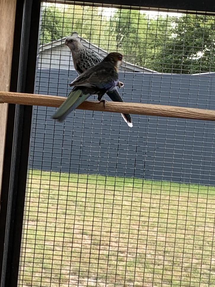 Rosella parkieten, Dieren en Toebehoren, Vogels | Parkieten en Papegaaien, Parkiet, Meerdere dieren, Geringd