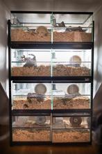 Hamsterflat kopen - 8 gerbilarium in 1 stelling, Enlèvement ou Envoi, Moins de 60 cm, Hamster, Neuf