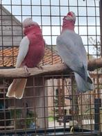 Kweekkoppel rose kaketoe 2022, Dieren en Toebehoren, Meerdere dieren