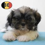 Shih Tzu reutjes - lieve pups te koop (Belgisch), Dieren en Toebehoren, Honden | Chihuahua's en Gezelschapshonden, België, CDV (hondenziekte)