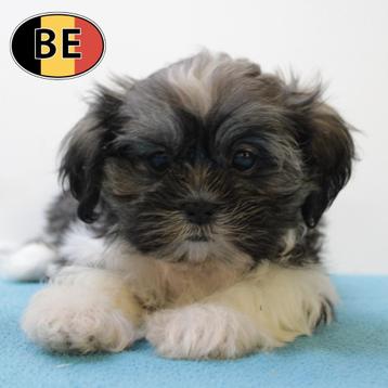 Shih Tzu reutjes - lieve pups te koop (Belgisch) beschikbaar voor biedingen
