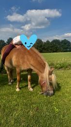 Lieve shetlander, Dieren en Toebehoren, Zadelmak, A pony (tot 1.17m), 11 jaar of ouder, Recreatiepony