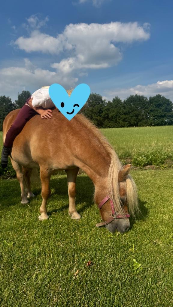 Lieve shetlander, Dieren en Toebehoren, Pony's, Merrie, Zadelmak, A pony (tot 1.17m), Recreatiepony, 11 jaar of ouder, Gechipt