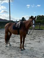 Prachtige leuke springmerrie te koop, Dieren en Toebehoren, Paarden, Merrie, Springpaard, Gechipt, M
