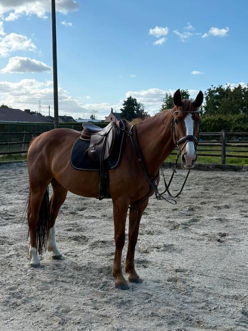 Prachtige leuke springmerrie te koop, Dieren en Toebehoren, Paarden, Merrie, M, 165 tot 170 cm, 7 tot 10 jaar, Springpaard, Met stamboom