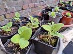 Vaste plant : Phlomis (brandkruid) gele bloem, Tuin en Terras, Ophalen, Vaste plant, Halfschaduw
