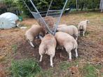 Kweek lammeren te koop, Dieren en Toebehoren, Schapen, Geiten en Varkens